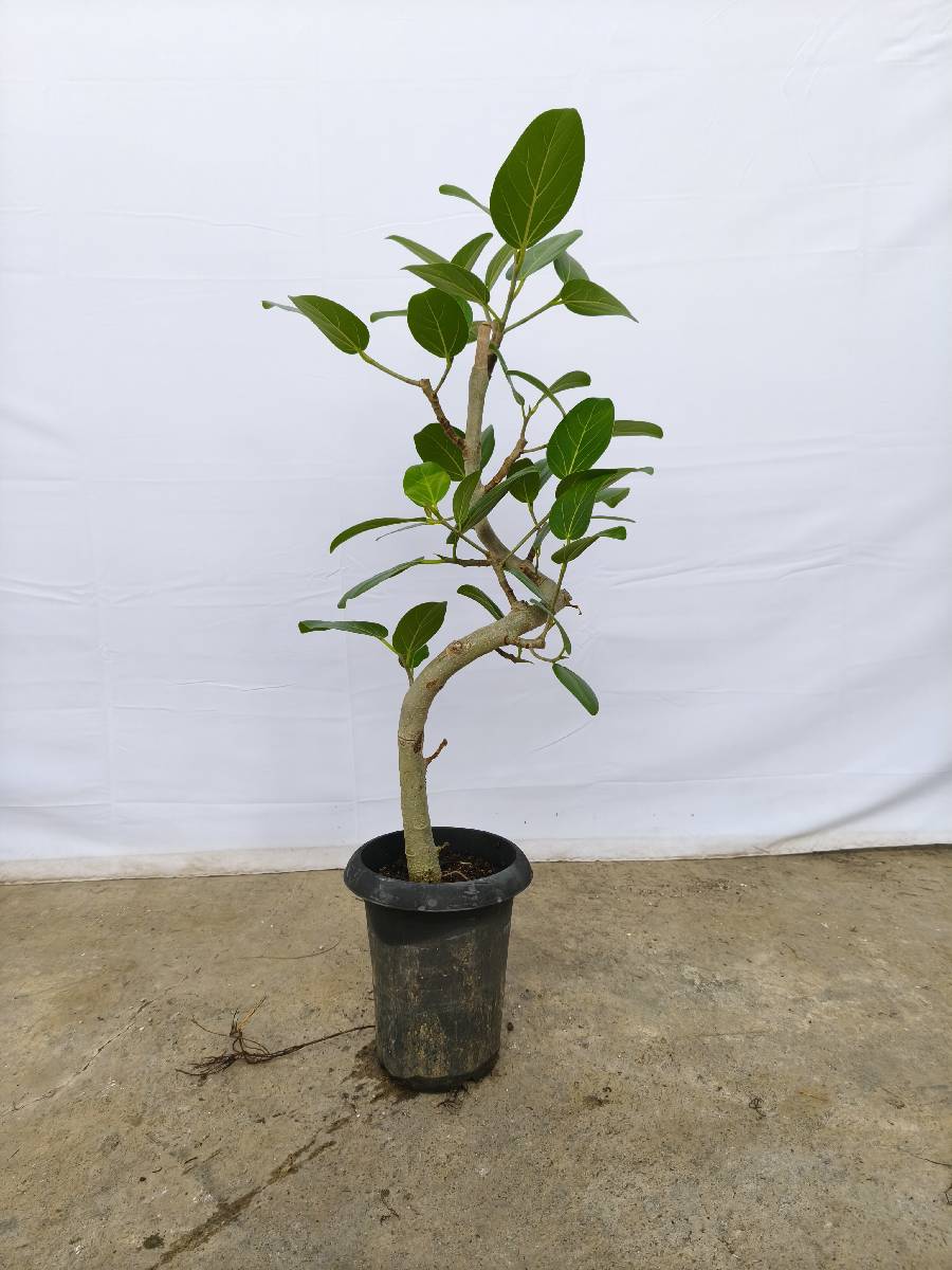 現品商品@3 ベンガレンシス 6号（高さ：87cm、幅：40cm）