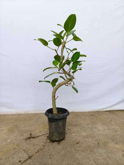現品商品@3 ベンガレンシス 6号（高さ：87cm、幅：40cm）