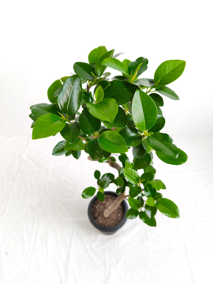 現品商品＠4 フランスゴム 6号（高さ：89cm、幅：45cm）