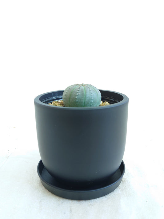 現品商品@2 ユーフォルビア・オベサ 3号（幅：4.2cm）【同梱可能商品-沖縄発送】
