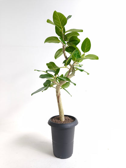 現品商品@1 ベンガレンシス 6号（高さ：84cm、幅：49cm）