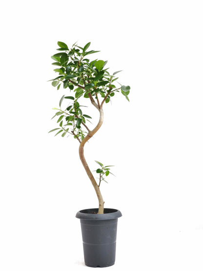 現品商品＠6 フランスゴム 6号（高さ：90cm、幅：46cm）