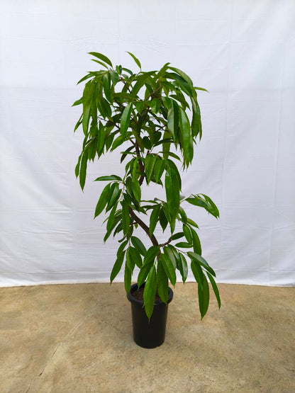 現品商品＠14 アムステルダム 8号（高さ：147cm、幅：70cm）