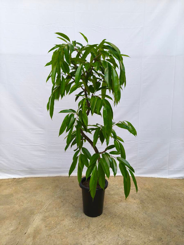 現品商品＠14 アムステルダム 8号（高さ：147cm、幅：70cm）