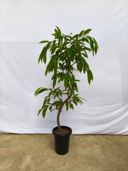 現品商品＠14 アムステルダム 8号（高さ：147cm、幅：70cm）