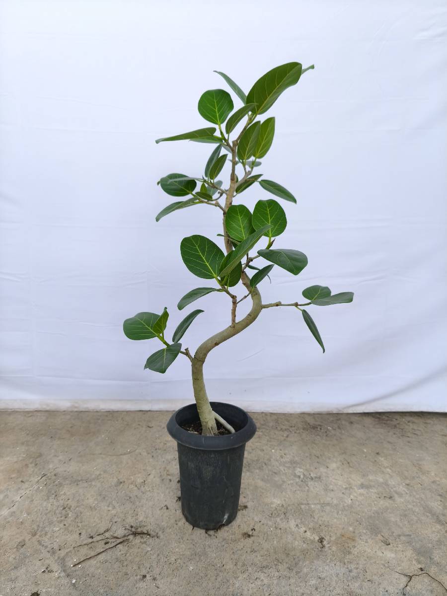 現品商品@2 ベンガレンシス 6号（高さ：90cm、幅：45cm）