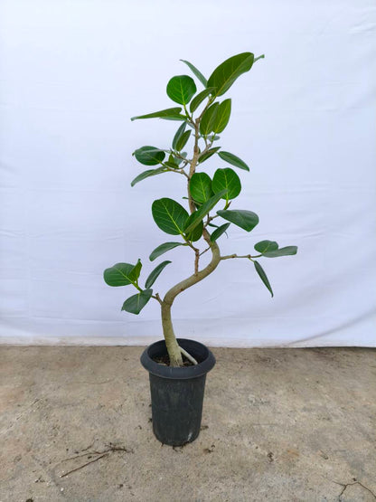 現品商品@2 ベンガレンシス 6号（高さ：90cm、幅：45cm）