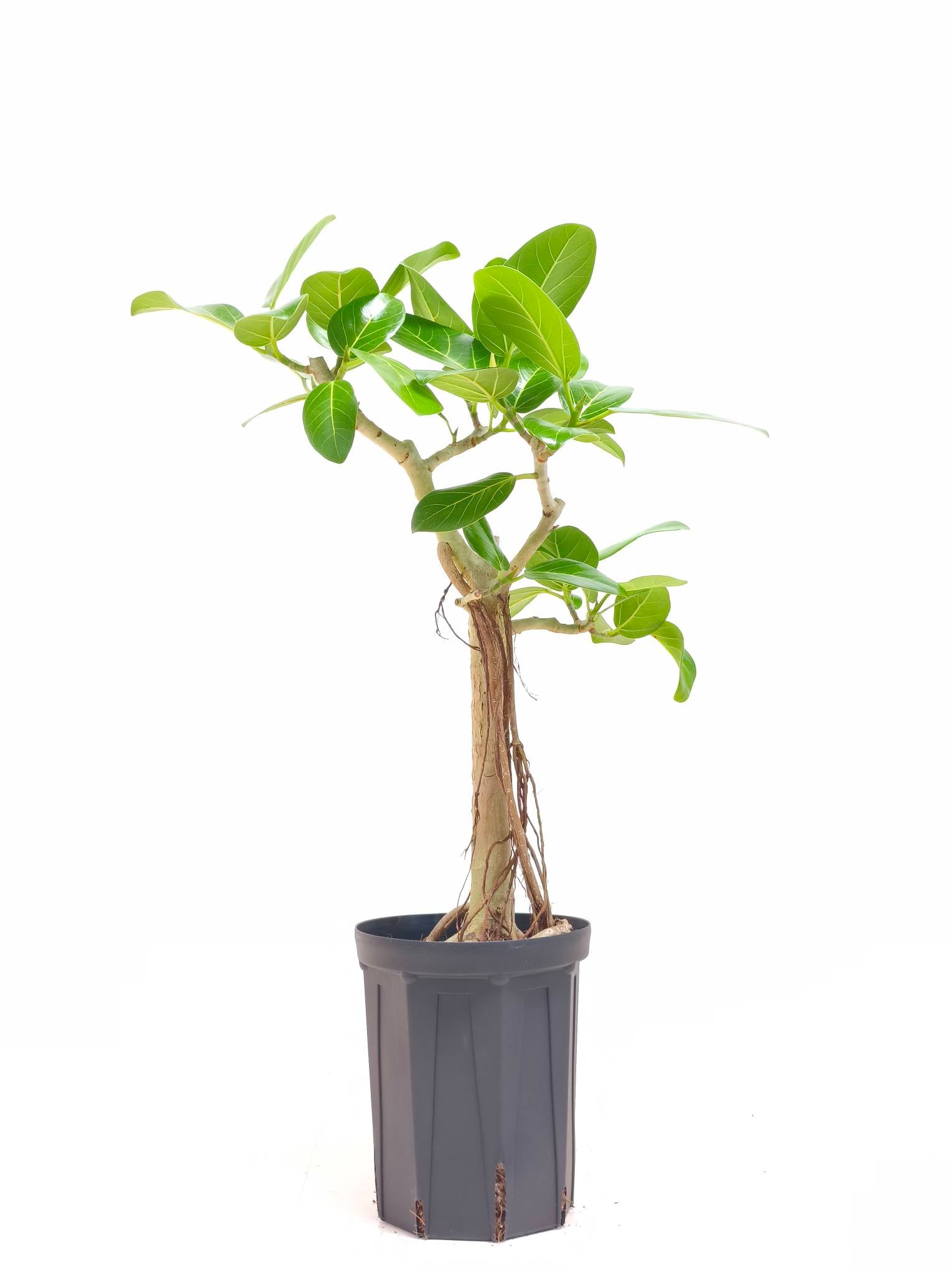 フィカス・ベンガレンシス 6号の現品商品 | 観葉植物通販AONOKI