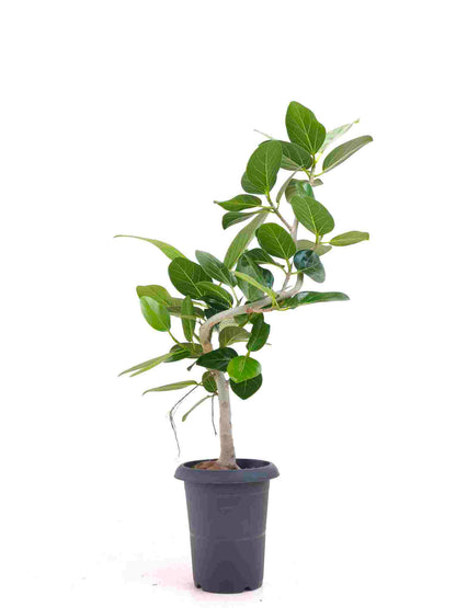 現品商品@12 ベンガレンシス 6号（高さ：85cm、幅：54cm）