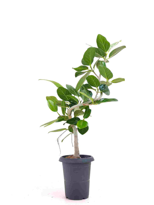 現品商品@12 ベンガレンシス 6号（高さ：85cm、幅：54cm）