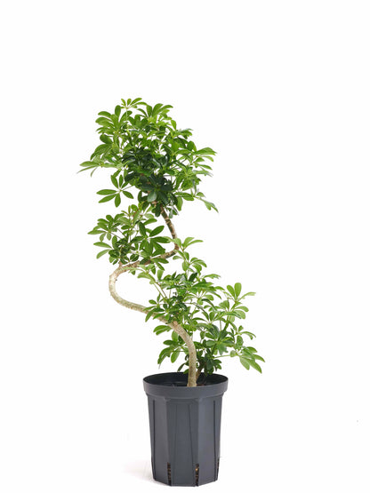現品商品@2 カポック・コンパクタ 5号（高さ：67cm、幅：35cm）