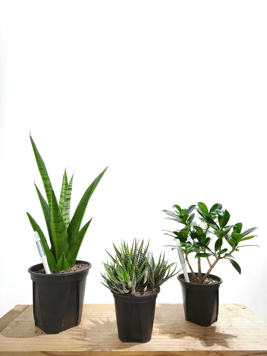 初心者向け 観葉植物3点セット #2