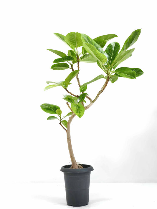 現品商品@12 アルテシマ 6号（高さ：97cm、幅：64cm）
