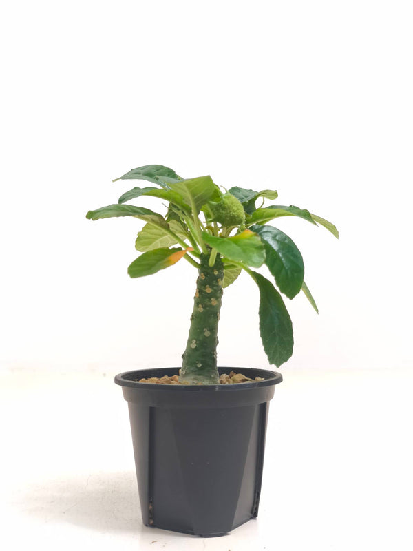 現品商品@3 ドルステニア・フォエチダ hyb（幅:15cm）【同梱可能商品-沖縄発送】