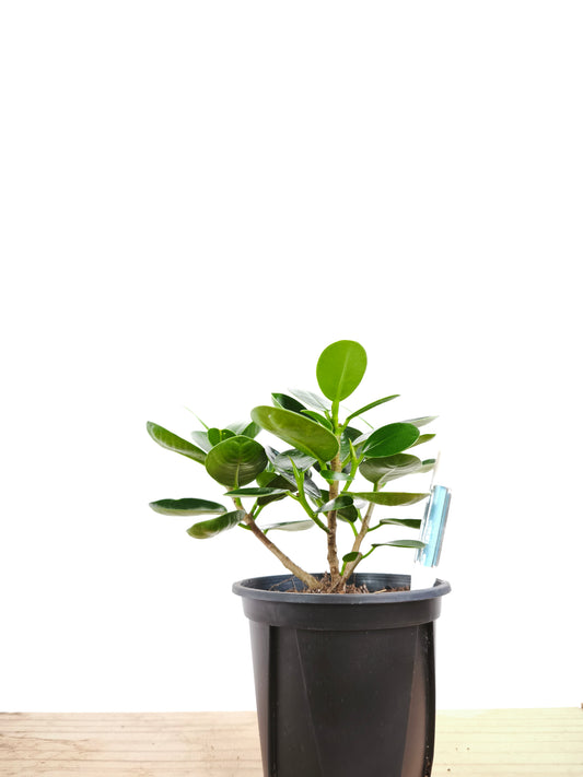 初心者向け 観葉植物2点セット #1