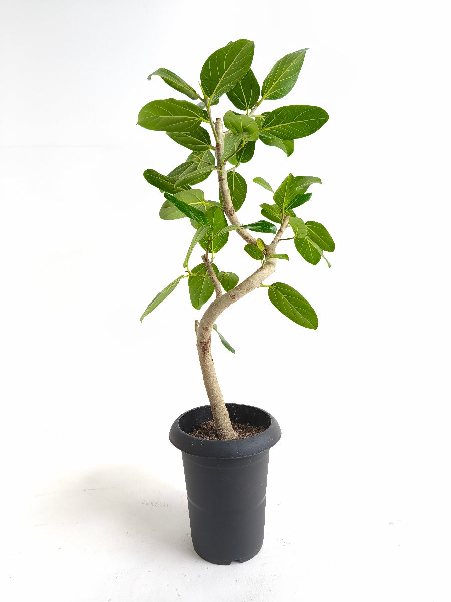 現品商品@6 ベンガレンシス 6号（高さ：81cm、幅：40cm）