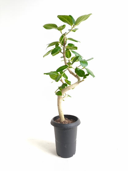 現品商品@4 ベンガレンシス 6号（高さ：84cm、幅：40cm）