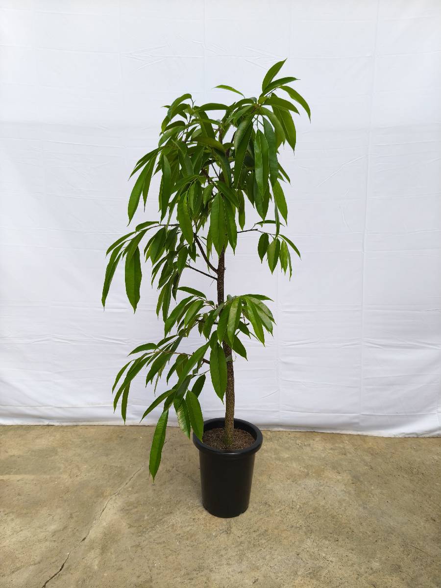 現品商品＠14 アムステルダム 8号（高さ：147cm、幅：70cm）