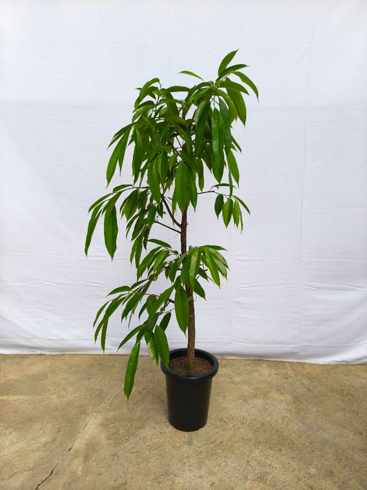 Y1 現品商品＠14 アムステルダム 8号（高さ：147cm、幅：70cm）