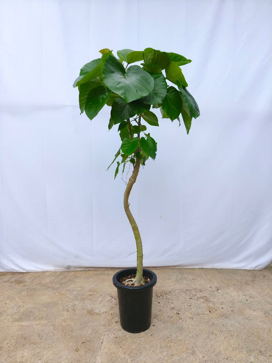 現品商品＠12 ウンベラータ 8号（高さ：153cm、幅：63cm）