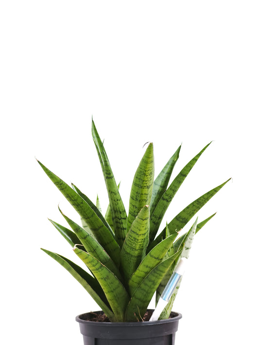 初心者向け 観葉植物3点セット #5