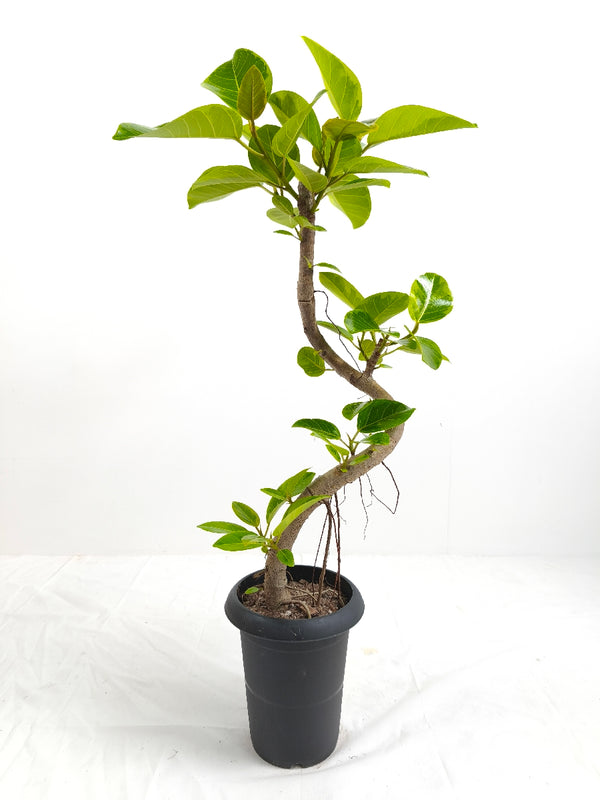 現品商品@9 アルテシマ 6号（高さ：89cm、幅：50cm）