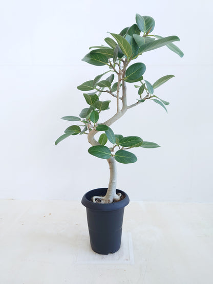 現品商品@3 ベンガレンシス 6号（高さ：86cm、幅：45cm）