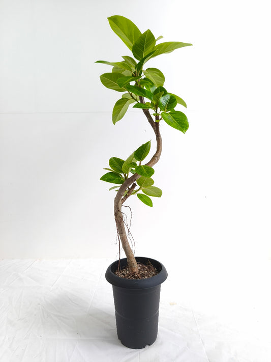 現品商品@1 アルテシマ 6号（高さ：93cm、幅：32cm）