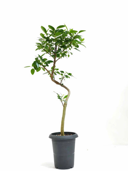 現品商品＠5 フランスゴム 6号（高さ：89cm、幅：41cm）