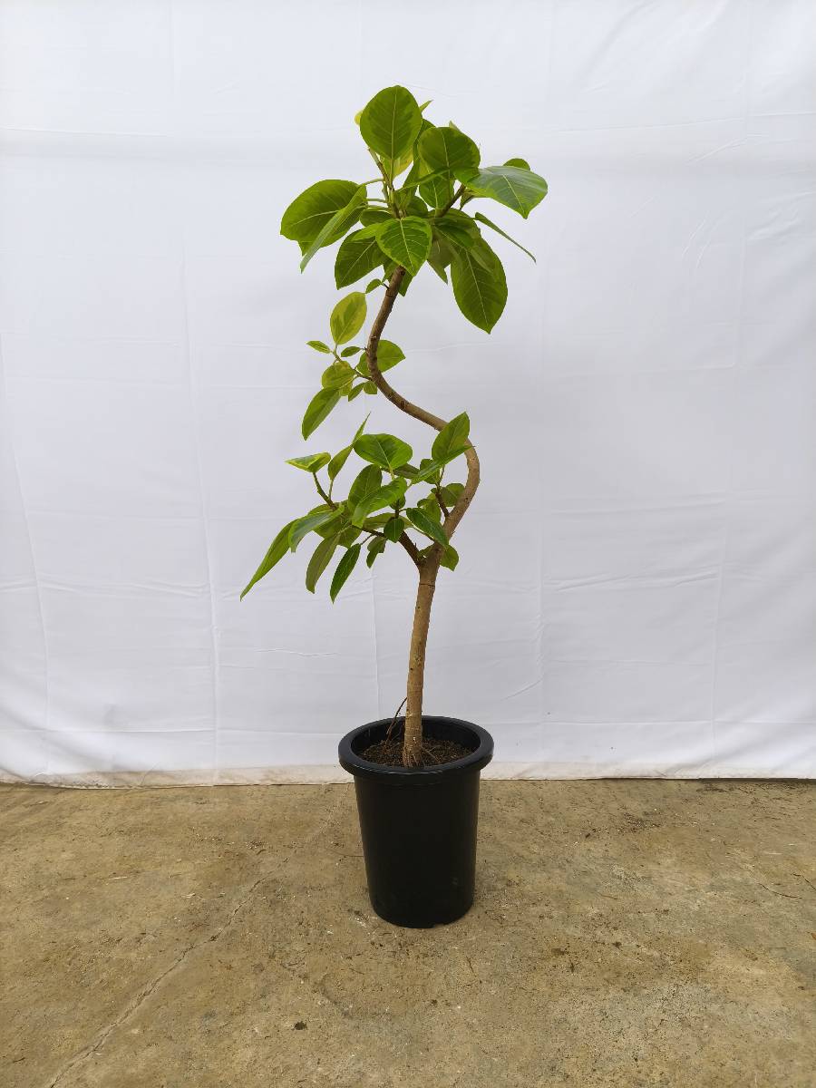 現品商品＠11 アルテシマ 8号（高さ：130cm、幅：60cm）