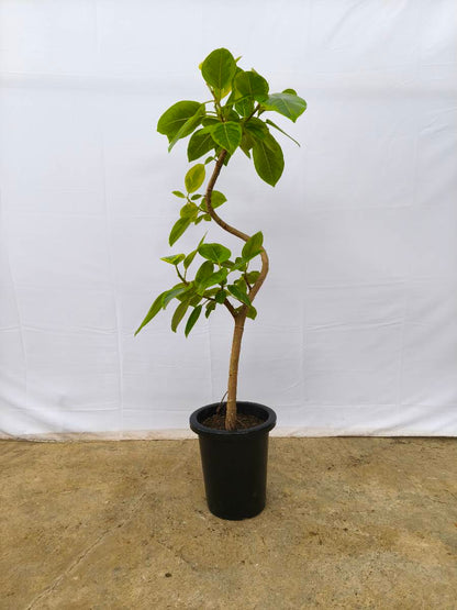 現品商品＠11 アルテシマ 8号（高さ：130cm、幅：60cm）