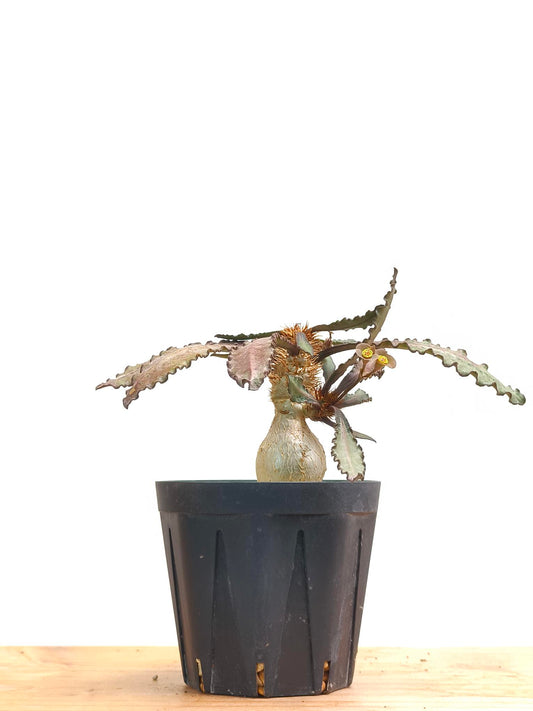 現品商品@2 ユーフォルビア・フランコイシー（幹高:5cm 幅:14cm）