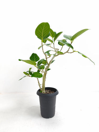 【Unique Form】ベンガレンシス 6号（高さ：79cm、幅：60cm）#14