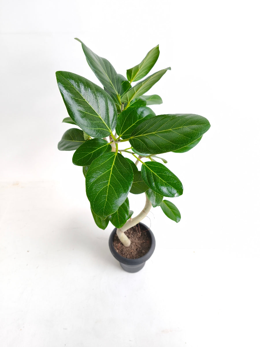 現品商品@2 ベンガレンシス 6号（高さ：89cm、幅：41cm）