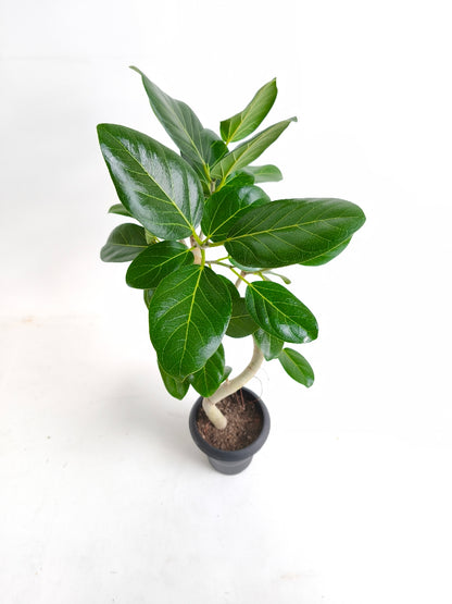 現品商品@2 ベンガレンシス 6号（高さ：89cm、幅：41cm）