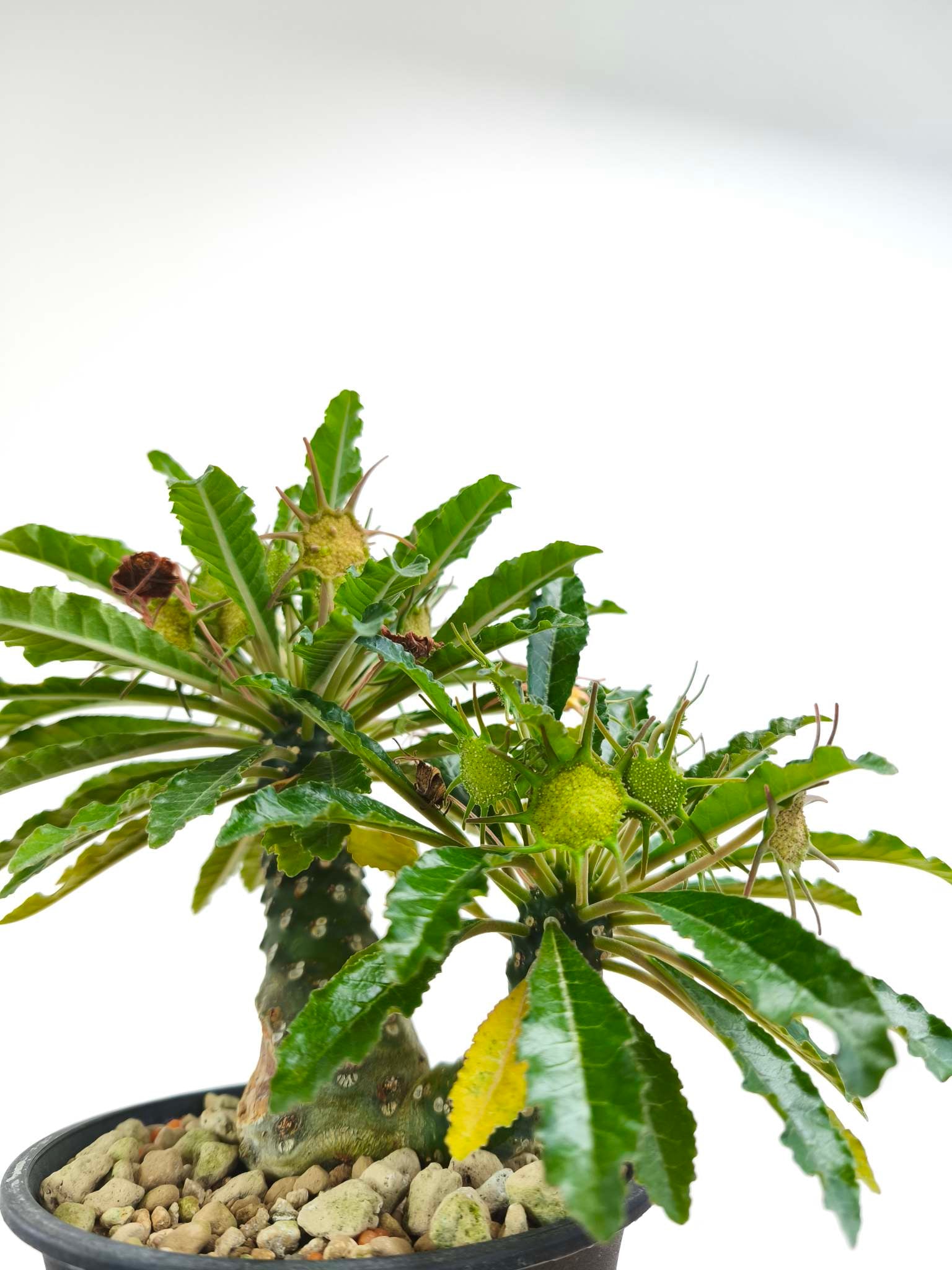ドルステニア・ラブラニー hybの現品商品 | 観葉植物通販AONOKI