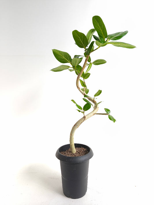 現品商品@5 ベンガレンシス 6号（高さ：80cm、幅：43cm）