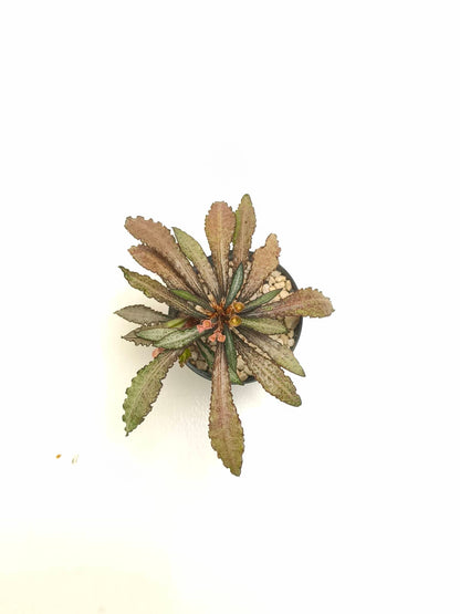 現品商品@2 ユーフォルビア・フランコイシー（幅：14cm）【同梱可能】