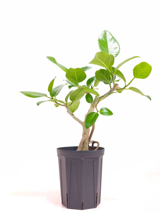 現品商品@15 ベンガレンシス 6号M（高さ：64cm、幅：51cm）