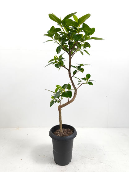 現品商品＠2 フランスゴム 6号（高さ：89cm、幅：33cm）