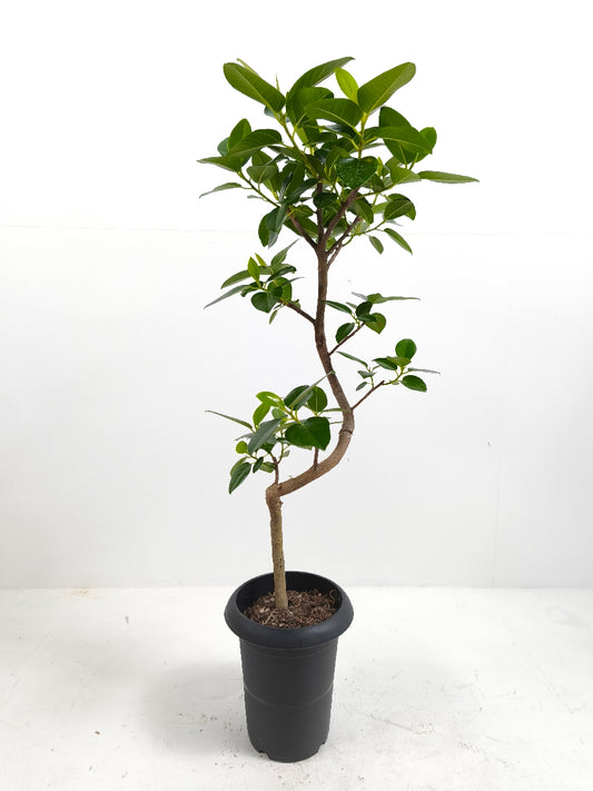 現品商品＠2 フランスゴム 6号（高さ：89cm、幅：33cm）