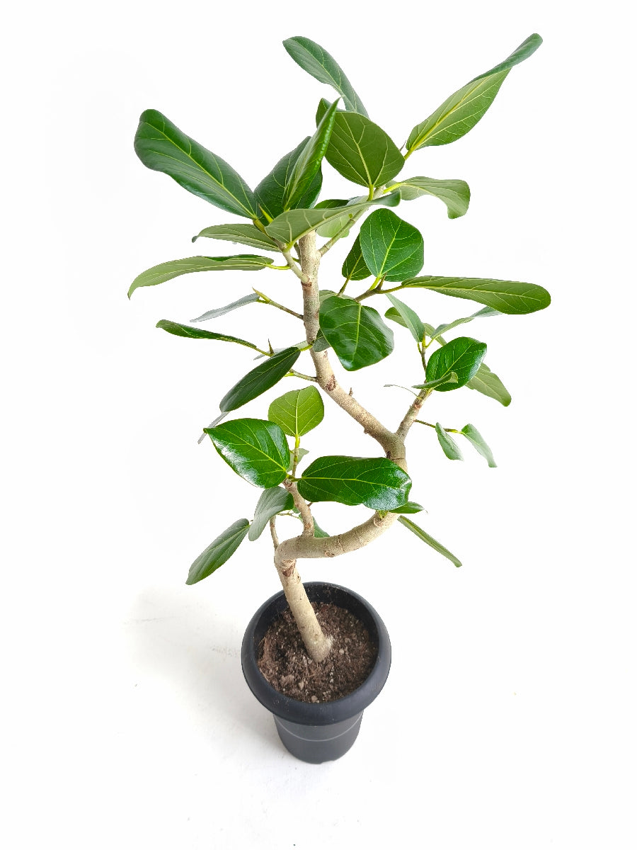 現品商品@6 ベンガレンシス 6号（高さ：81cm、幅：40cm）