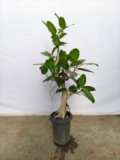 現品商品@4 ベンガレンシス 6号（高さ： 95cm、幅：50cm）