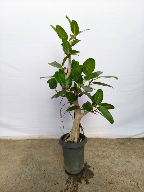 現品商品@4 ベンガレンシス 6号（高さ： 95cm、幅：50cm）
