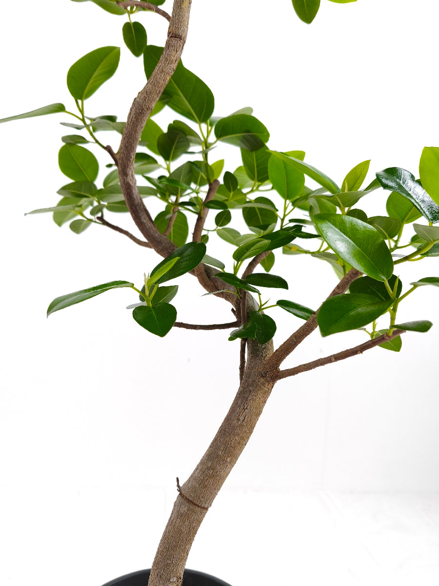 現品商品＠4 フランスゴム 6号（高さ：89cm、幅：45cm）