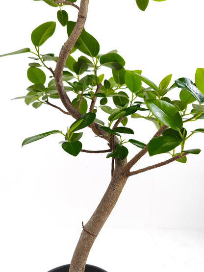 現品商品＠4 フランスゴム 6号（高さ：89cm、幅：45cm）