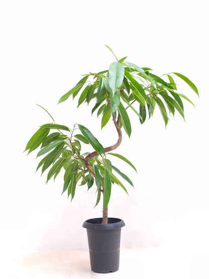 現品商品＠6 アムステルダム 6号（高さ：98cm、幅：76cm）