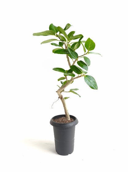 現品商品@3 ベンガレンシス 6号（高さ：80cm、幅：30cm）