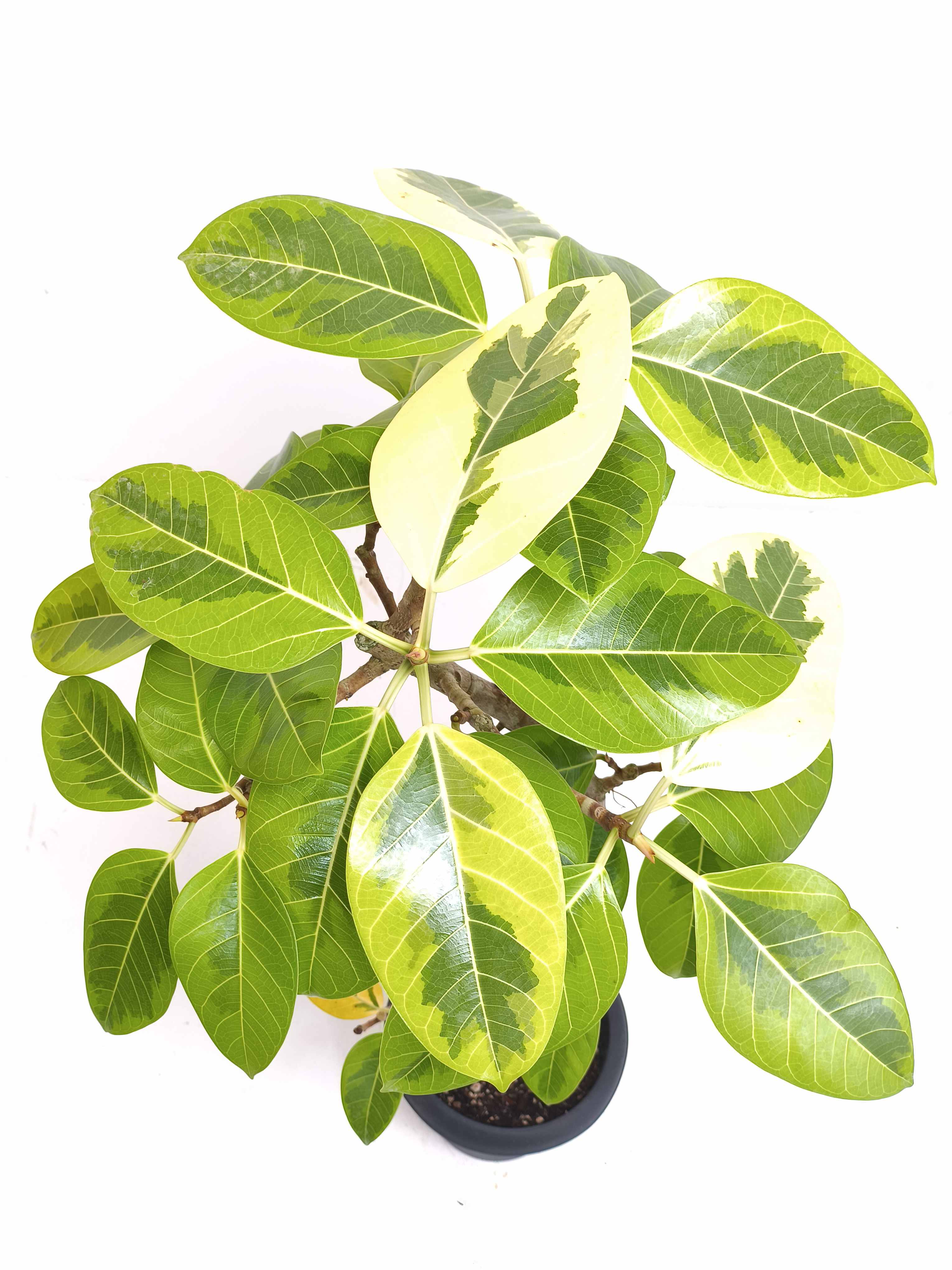 フィカス・アルテシマ6号の現品商品 | 観葉植物通販AONOKI（あお