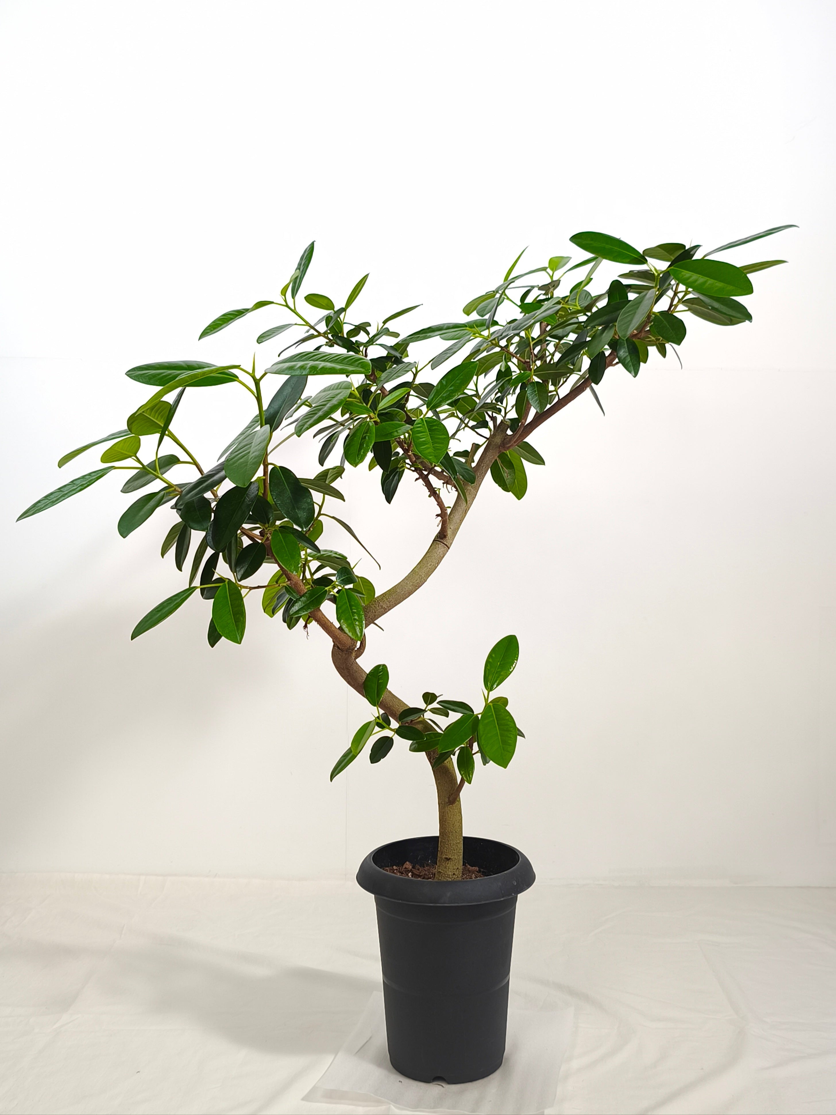 フィカス・フランスゴム 6号の現品商品 | 観葉植物通販AONOKI